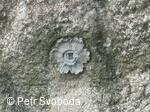 Kříž na polní Nejdek-Střítež n/L.