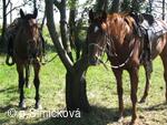 Hubertova jízda